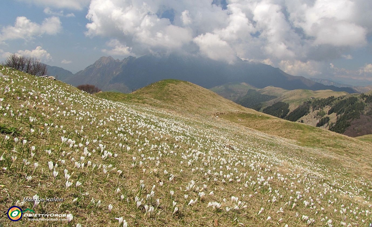 36 Quassù è ancora tempo di crocus in fiore....JPG